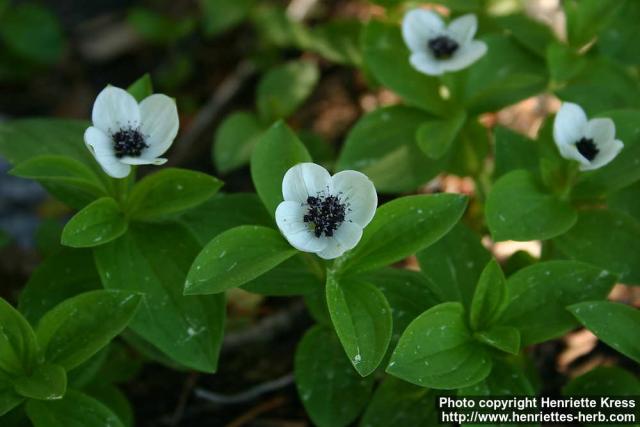 Photo: Cornus suecica 5.