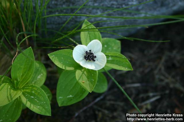 Photo: Cornus suecica 6.