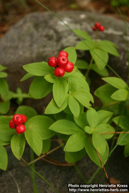 Photo: Cornus suecica 11.