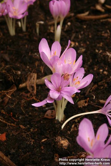 Photo: Colchicum speciosum.