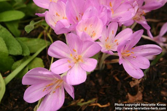 Photo: Colchicum speciosum 1.