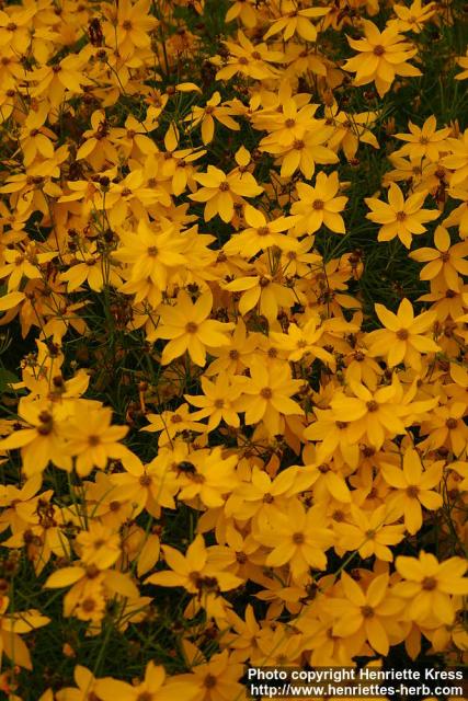 Photo: Coreopsis verticillata 4.