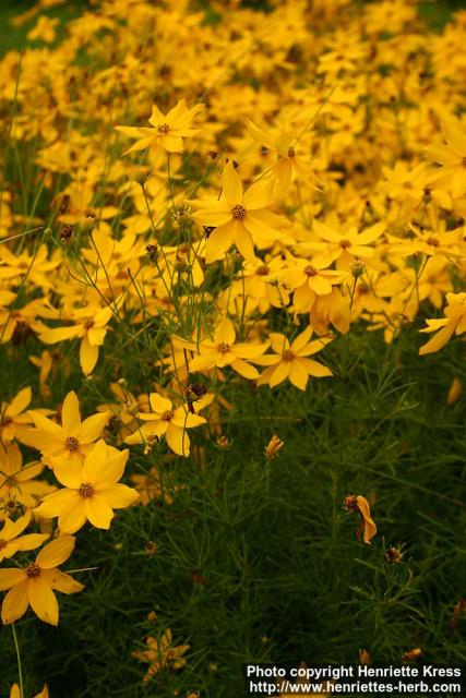 Photo: Coreopsis verticillata 5.