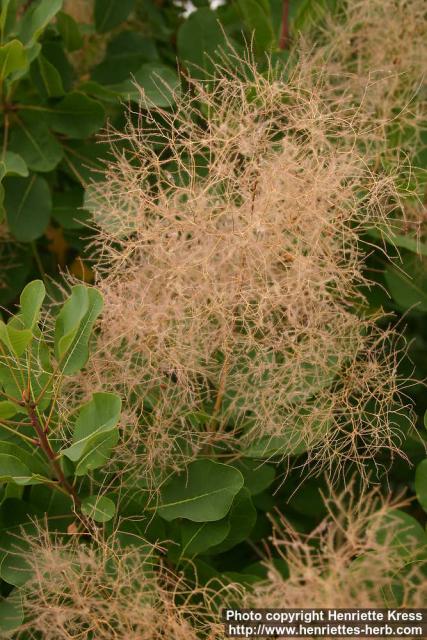 Photo: Cotinus coggygria 1.