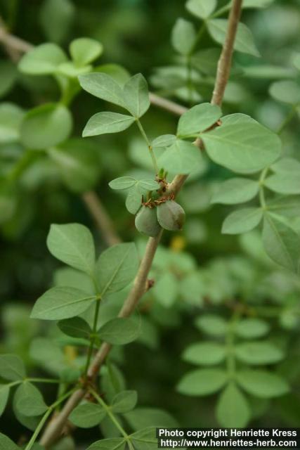 Photo: Commiphora gileadensis 5.