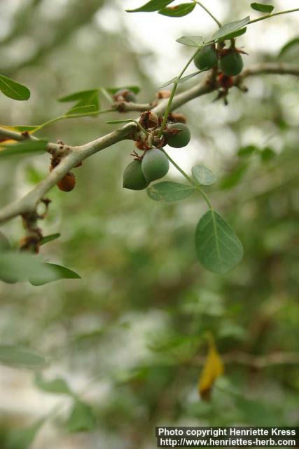 Photo: Commiphora dulcis 7.