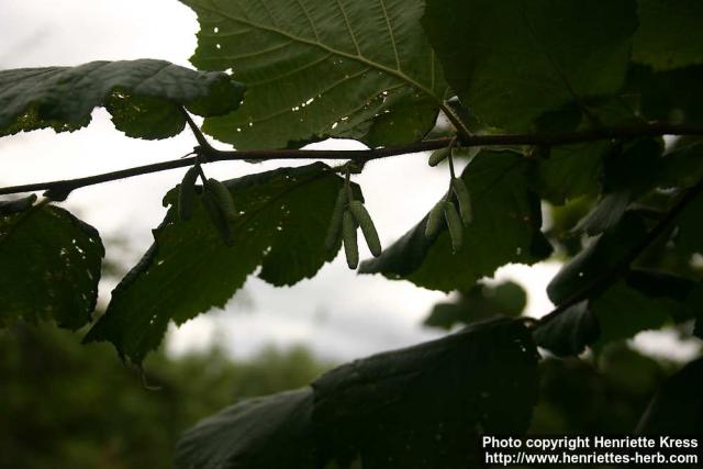 Photo: Corylus avellana 19.