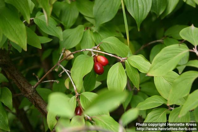 Photo: Cornus mas 1.