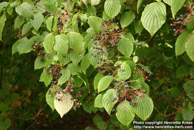 Photo: Cornus alternifolia.