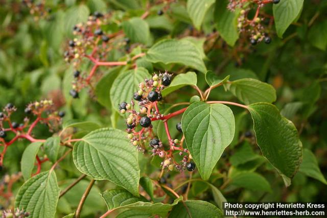 Photo: Cornus alternifolia 2.