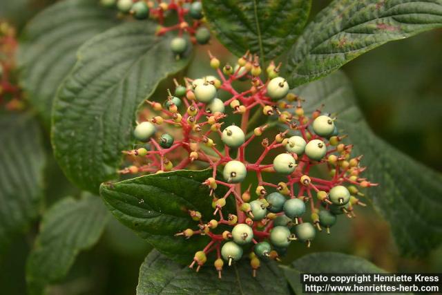 Photo: Cornus rugosa.