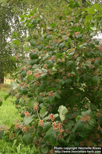 Photo: Cornus rugosa 1.