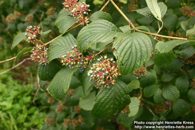 Photo: Cornus rugosa 2.