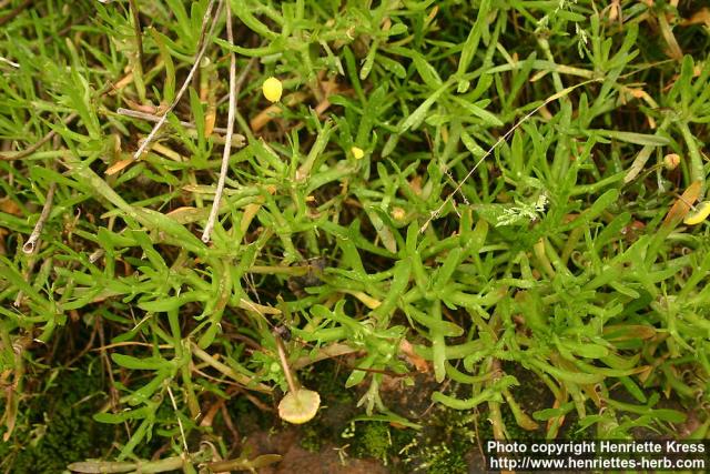 Photo: Cotula coronopifolia 1.