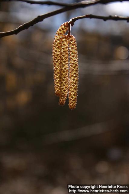 Photo: Corylus avellana 16.