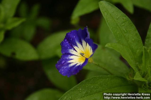 Photo: Convolvulus tricolor 2.