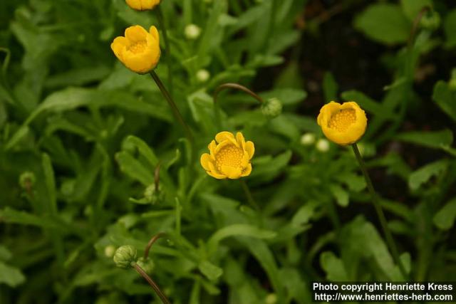 Photo: Coleostephus multicaulis 1.