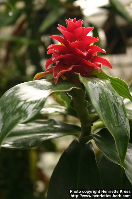 Photo: Costus comosus.