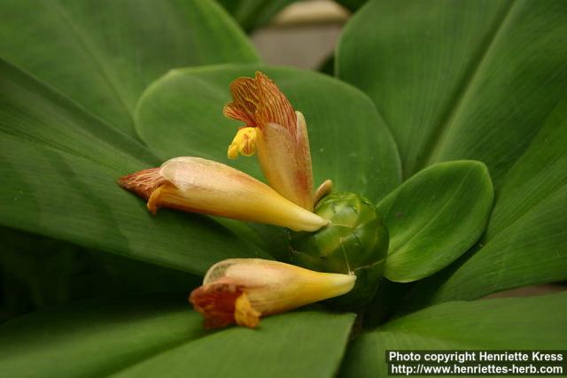 Photo: Costus malortieanus 1.