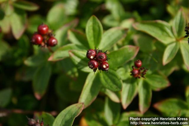 Photo: Cornus suecica 12.