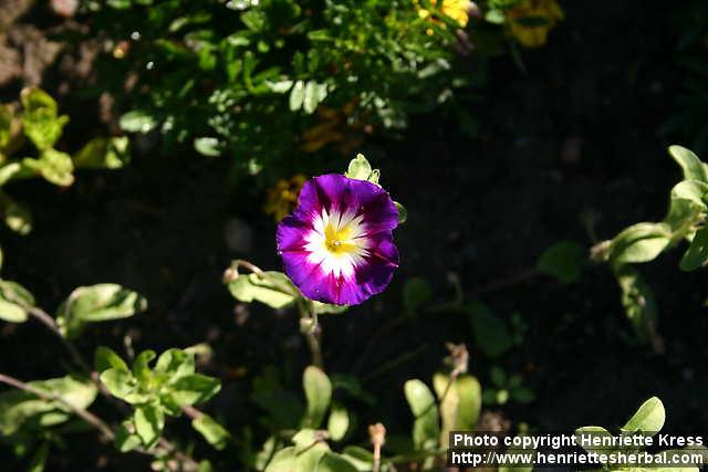 Photo: Convolvulus tricolor 3.