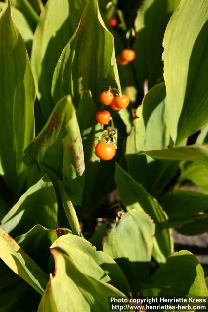 Photo: Convallaria majalis 11.