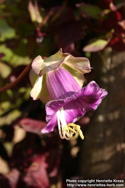 Photo: Cobaea scandens 6.