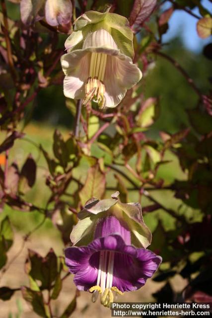 Photo: Cobaea scandens 7.