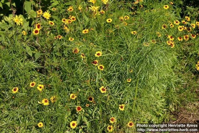 Photo: Coreopsis tinctoria 13.