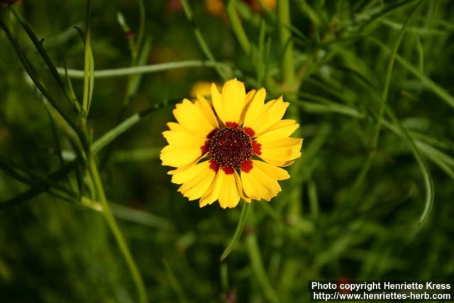 Photo: Coreopsis tinctoria 14.