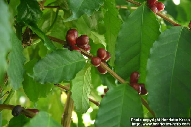 Photo: Coffea racemosa.