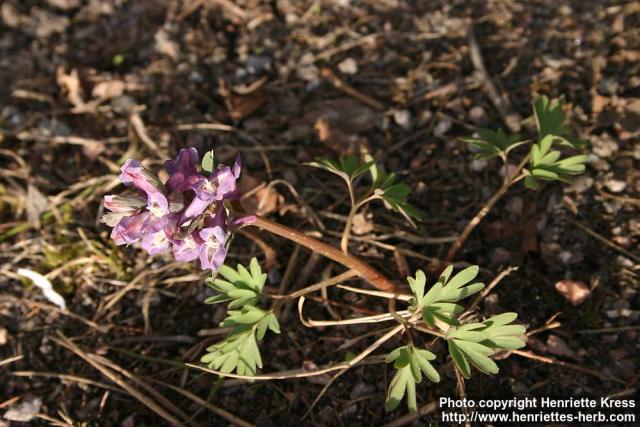 Photo: Corydalis solida 13.