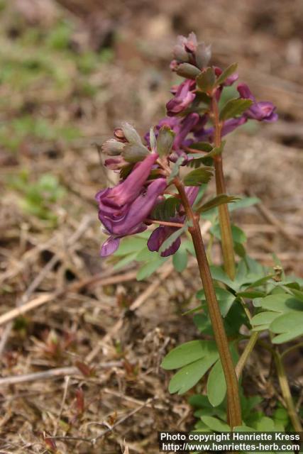 Photo: Corydalis solida 15.