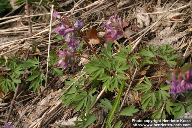 Photo: Corydalis solida 16.