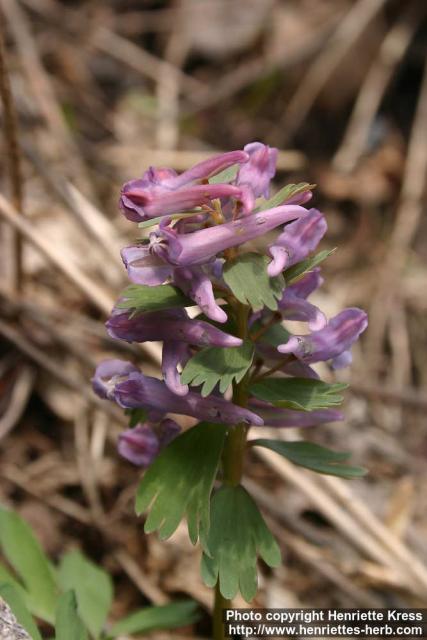 Photo: Corydalis solida 17.