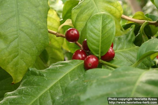 Photo: Coffea arabica 3.