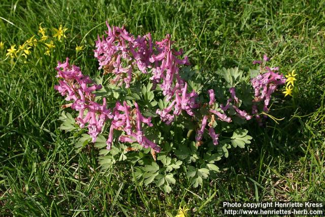 Photo: Corydalis solida 18.