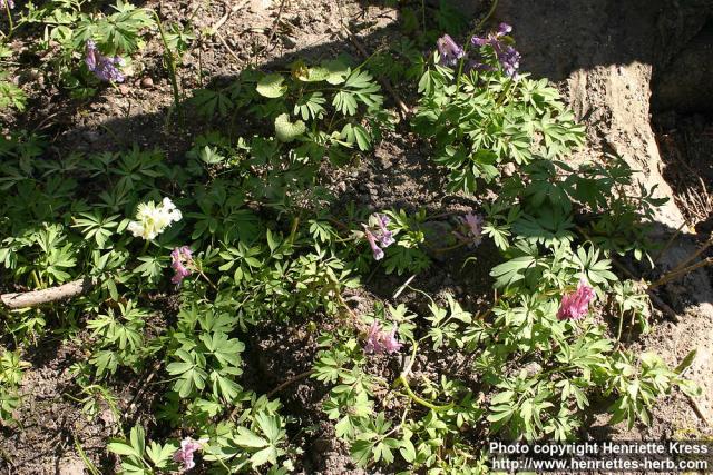 Photo: Corydalis solida 19.