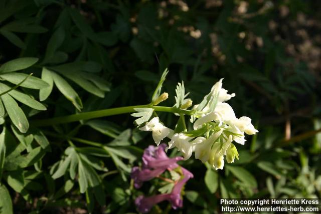 Photo: Corydalis solida 20.