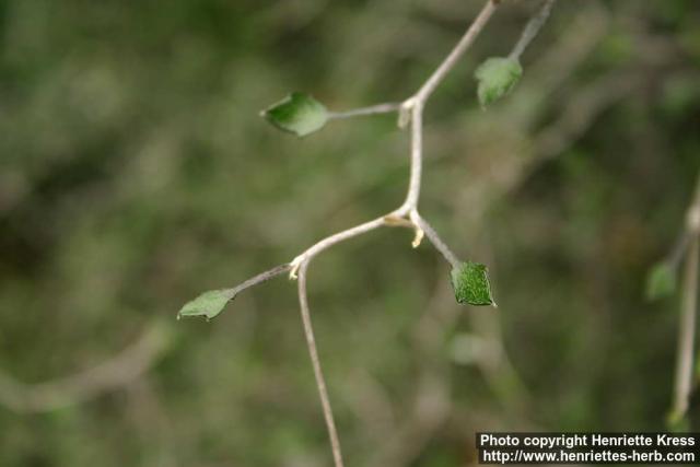 Photo: Corokia cotoneaster 2.