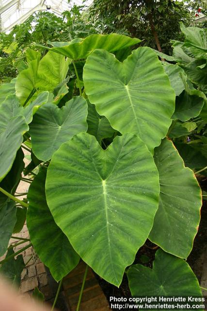 Photo: Colocasia esculenta 2.