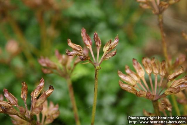 Photo: Coptis japonica 2.