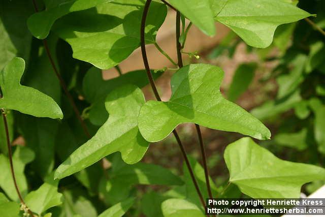 Photo: Cocculus orbiculatus 2.