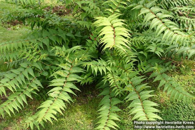 Photo: Coriaria japonica 1.