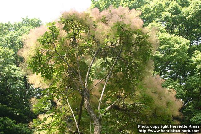 Photo: Cotinus coggygria 2.