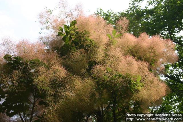 Photo: Cotinus coggygria 3.