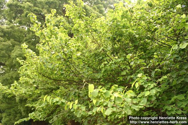 Photo: Corylopsis sinensis 2.