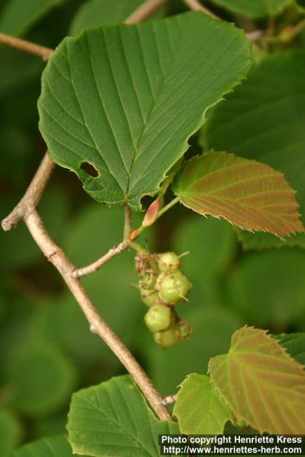 Photo: Corylopsis sinensis 3.