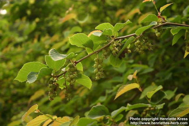 Photo: Corylopsis sinensis 4.