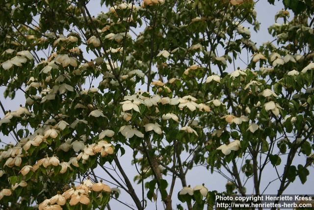 Photo: Cornus kousa 1.